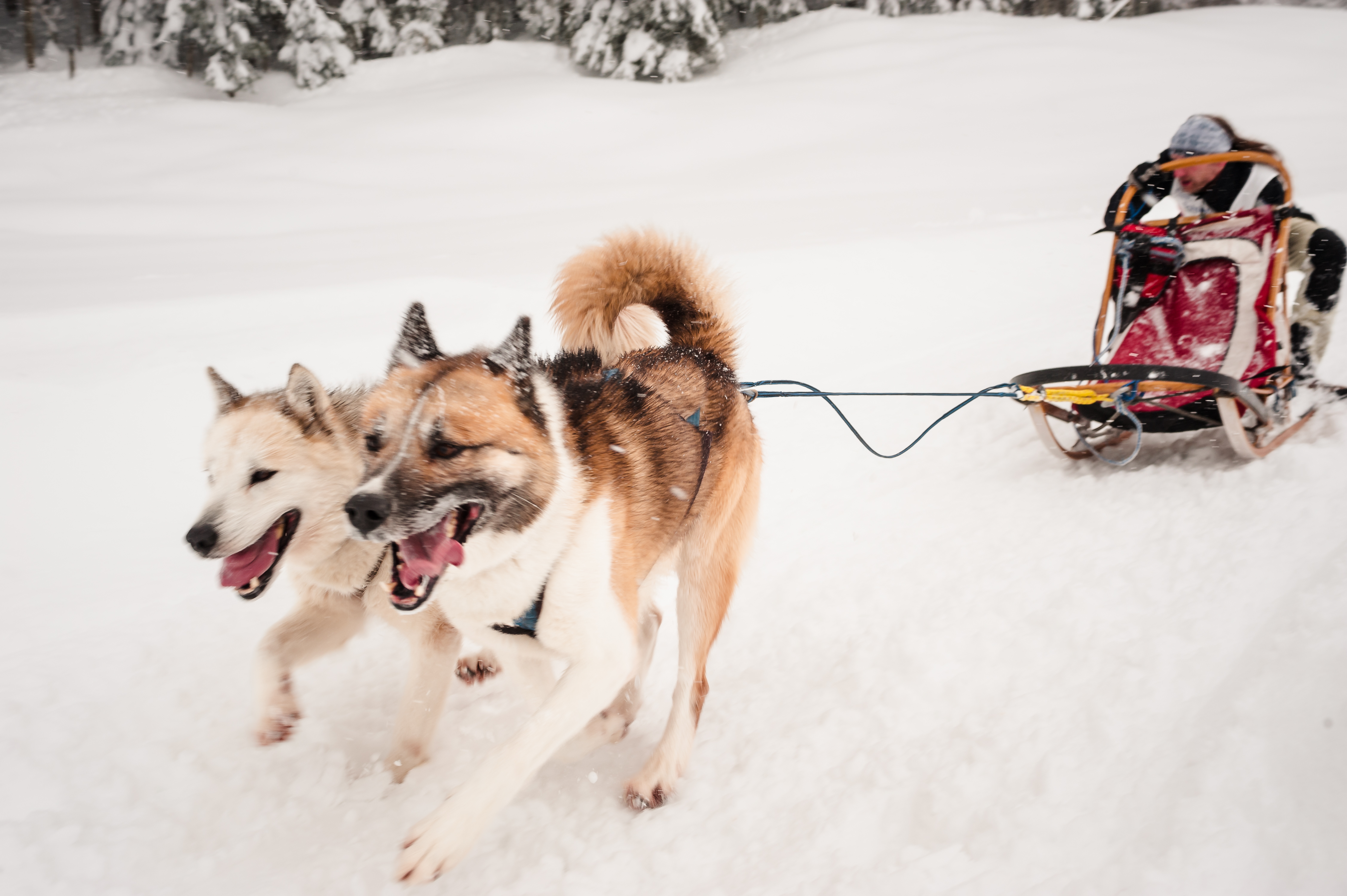 Hundeschlittenrennen Inzell 2057